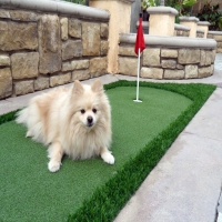 Fake Grass Boronda, California Dog Grass, Backyard Ideas