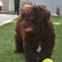 Synthetic Lawn Weedpatch, California Hotel For Dogs, Dogs Runs