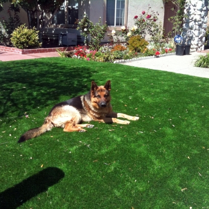 Artificial Grass Easton, California Design Ideas, Dogs Runs
