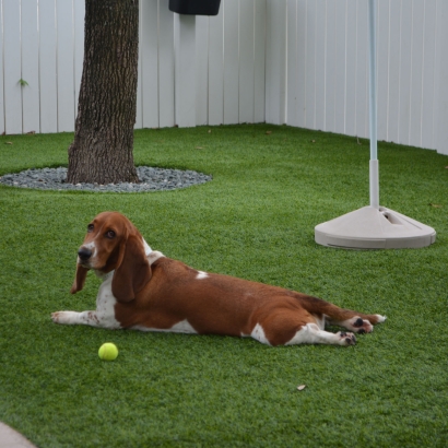 Artificial Grass Pacific Grove, California Indoor Dog Park, Grass for Dogs