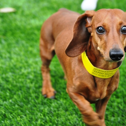 Grass Turf Linden, California Artificial Turf For Dogs, Dogs