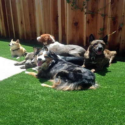 Lawn Services Taft, California Landscaping Business, Dogs