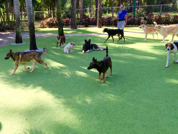 Artificial Grass Avila Beach, California Pet Grass, Dogs Park