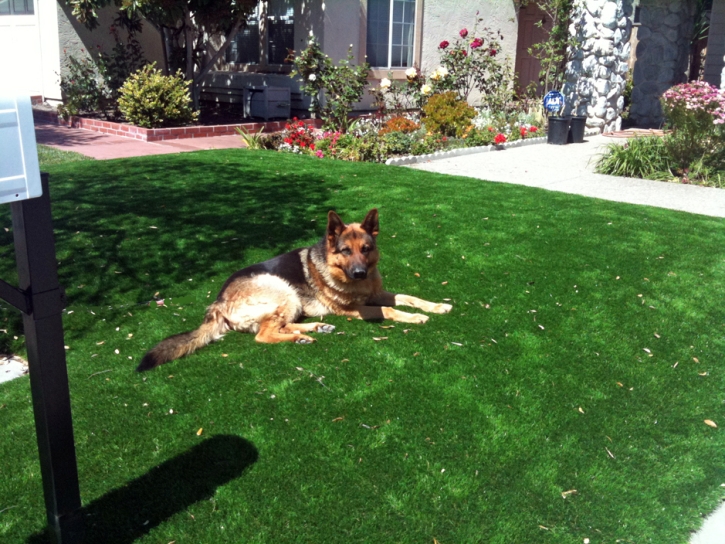 Artificial Grass Easton, California Design Ideas, Dogs Runs