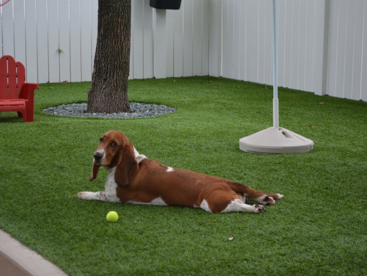 Artificial Grass Pacific Grove, California Indoor Dog Park, Grass for Dogs