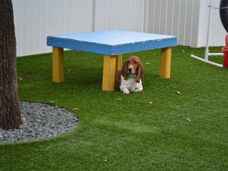 Artificial Turf Installation Rio Del Mar, California Artificial Turf For Dogs, Dogs Park