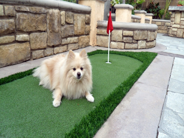 Fake Grass Boronda, California Dog Grass, Backyard Ideas