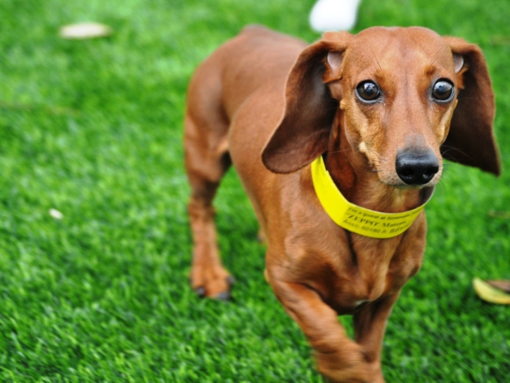 Grass Turf Linden, California Artificial Turf For Dogs, Dogs