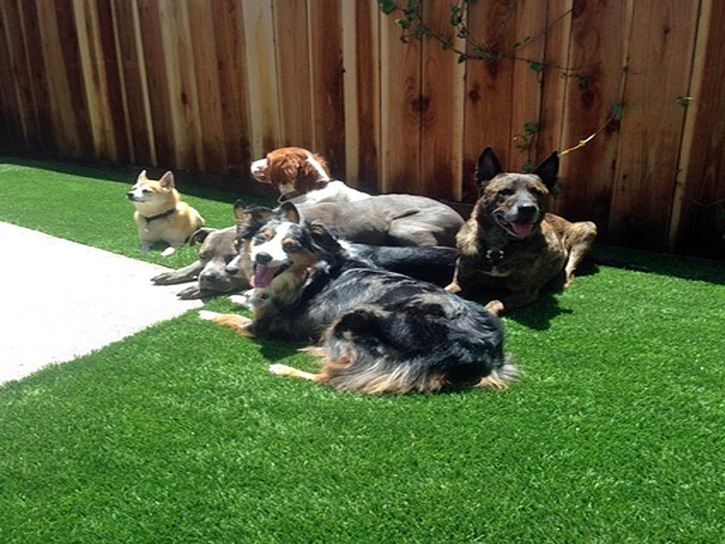 Lawn Services Taft, California Landscaping Business, Dogs