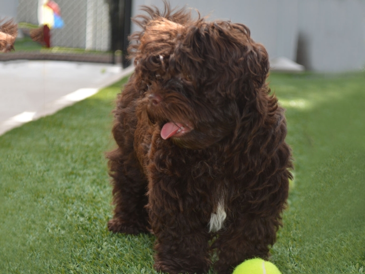 Synthetic Lawn Weedpatch, California Hotel For Dogs, Dogs Runs